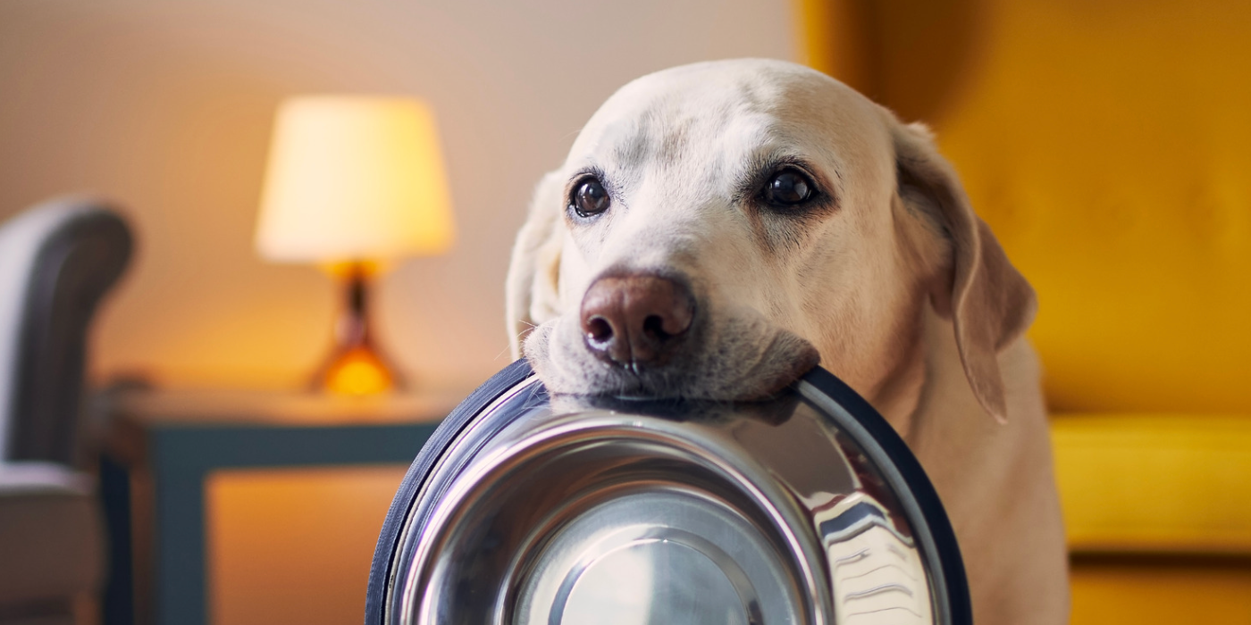 Les bienfaits d’une alimentation équilibrée pour votre chien