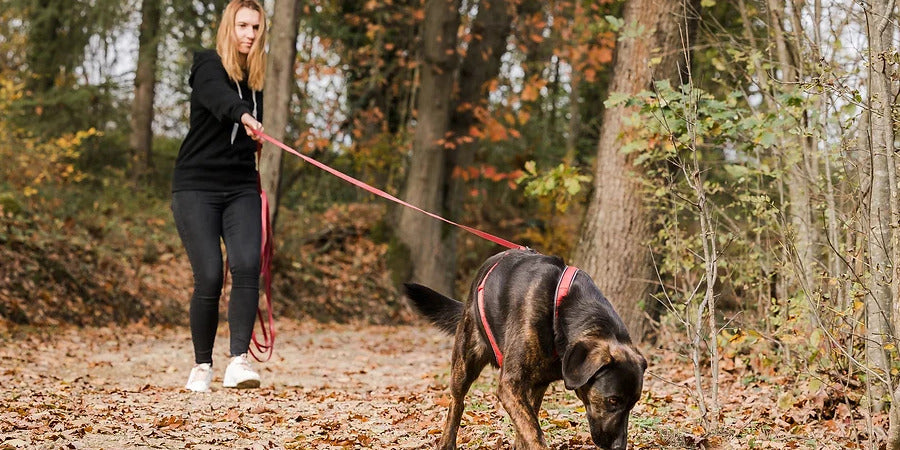 ZOOM sur : Le Mantrailing